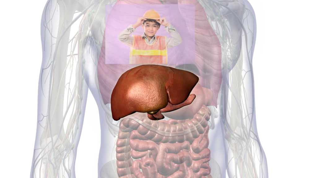 Protect liver and gallbladder